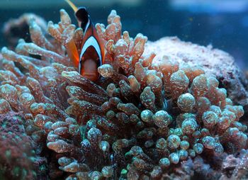 Close-up of clown fish in aquarium