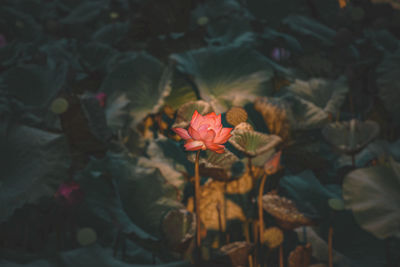 High angle view of pink flowering plant