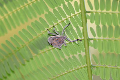 Close-up of insect on leaf