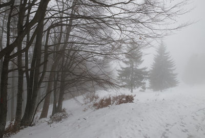 Bare trees on snow covered land