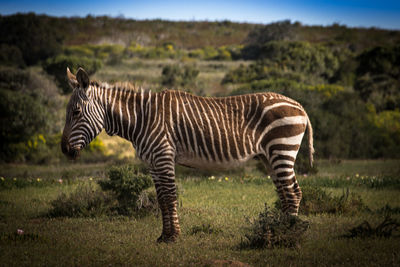 Zebra in grass