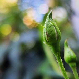 Close-up of fresh green plant