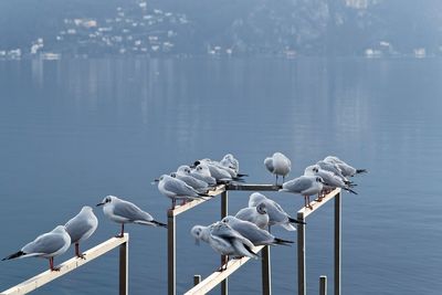 Seagulls perching on railing over sea