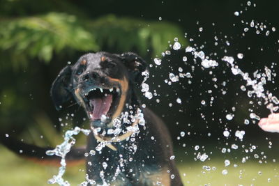 Dog playing and trying to catch water