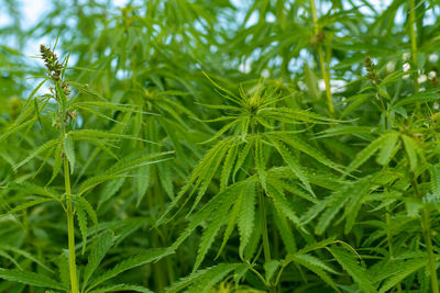 Close-up of fresh green plant