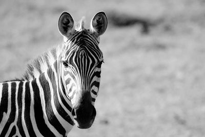 Zebra black and white 