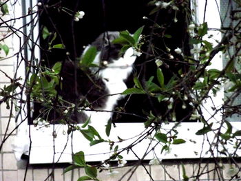 Close-up of bird on branch of tree