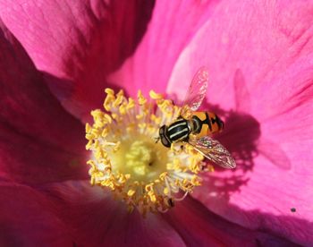 Close-up of honey bee on pink flower