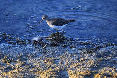 High angle view of bird in lake