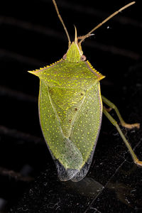 Close-up of wet leaf