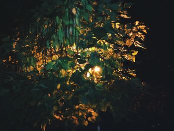 Close-up of flowers growing in the dark