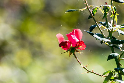 Close-up of red flowering plant