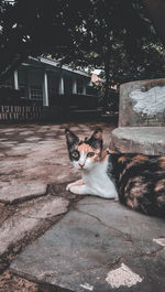 Cat sitting in a building