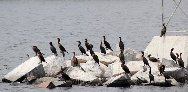 Flock of birds in lake