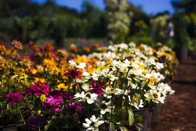 Close-up of yellow flowering plants