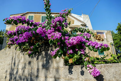 Purple flowering plants against building