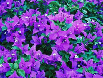 Close-up of purple flowers blooming outdoors