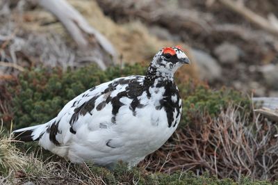 Close-up of a bird on field