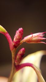 Close-up of pink flower