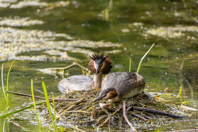 Duck in a lake