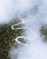 Aerial view of forest