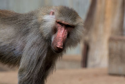 Close-up of monkey yawning