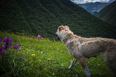 View of an animal on field