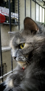 Close-up portrait of a cat