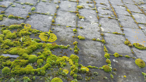 Full frame shot of cobblestone