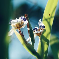 Close-up of butterfly perching on flower
