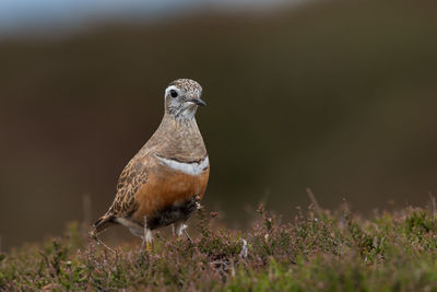 Close-up of bird