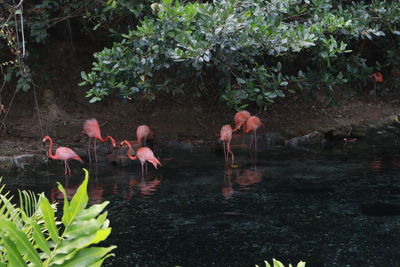 Birds in lake