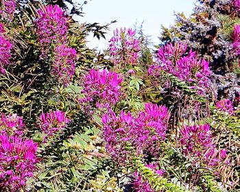 Close-up of fresh purple flowers