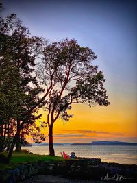 Tree by sea against sky during sunset