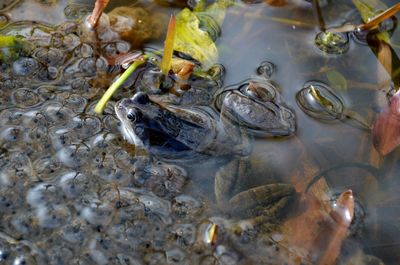 High angle view of fish swimming in lake