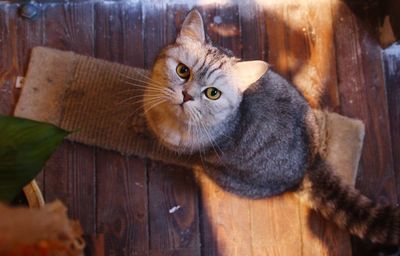 Portrait of cat sitting on wood