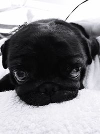 Close-up portrait of dog relaxing on bed at home