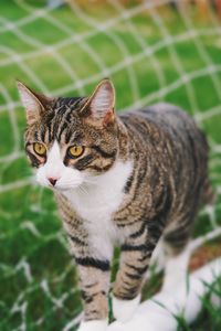 Close-up portrait of a cat