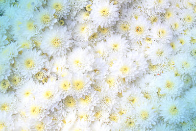 Close-up of white daisy plant