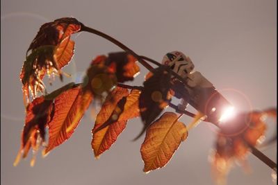 Low angle view of leaves against sky