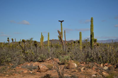 Plants on landscape against sky