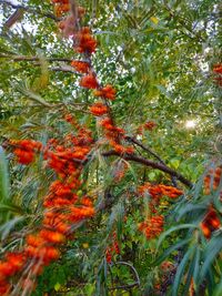 Close-up of red berries on tree