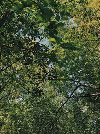 Low angle view of trees in forest