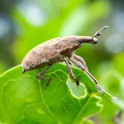 Close-up of insect