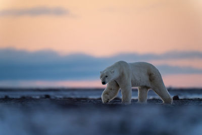 Polar bear lifts paw walking across tundra