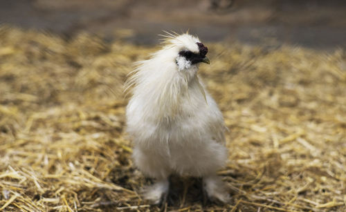 Close-up of silkie rooster on field