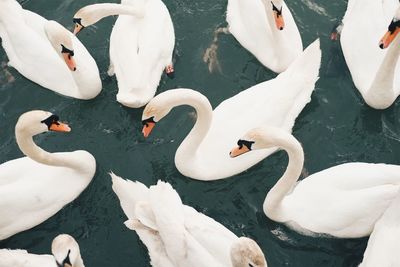 High angle view of swans swimming on lake