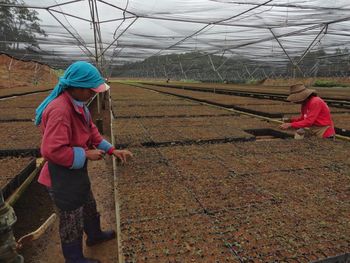 Farmers working at greenhouse