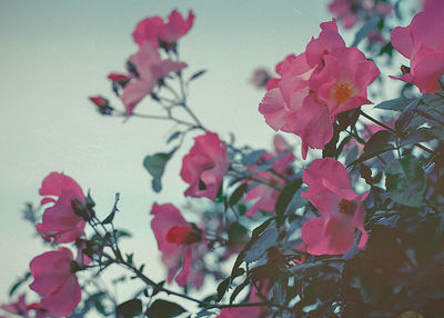 Close-up of pink flowering plant