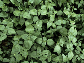 Full frame shot of green leaves on plant